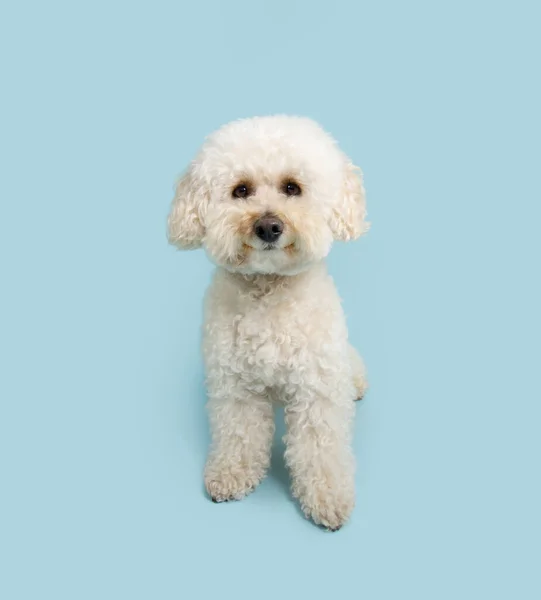 강아지 인형이 앉아서 카메라를 있습니다 파스텔 배경에 고립됨 — 스톡 사진