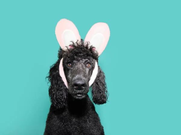 Divertido Perro Mascota Celebrando Feliz Pascua Con Orejas Rosadas Conejito —  Fotos de Stock