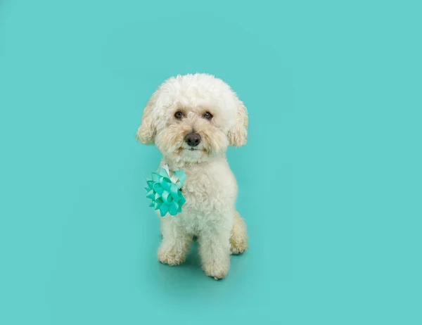 인형귀여운 강아지 선물이나 생일이나 기념일을 축하하는 배경에 고립됨 — 스톡 사진