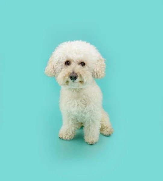 귀여운 강아지 인형이 앉아서 카메라를 있습니다 푸르고 파스텔 배경에 고립되어 — 스톡 사진