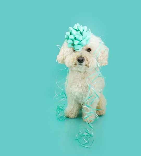 Dog present. Poodle puppy celebrating birthday or anniversary with paper decoration. Isolated on blue, green background