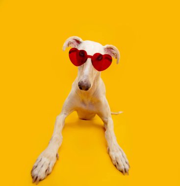 Portre yaz ve sevgililer günü İspanyol tazısı kırmızı kalp güneş gözlüğü takıp kameraya bakıyor. Sarı arkaplanda izole edilmiş