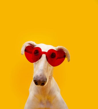 Yazı ya da sevgililer gününü kutlayan kalp gözlüğü takan sevimli tazı portresi. Sarı arkaplanda izole edilmiş