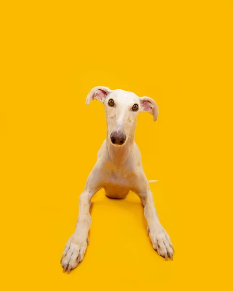 Портрет Испанской Борзой Собаки Лежал Смотрел Камеру Изолированный Желтом Фоне — стоковое фото