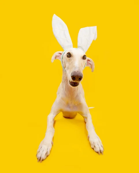 Feliz Perro Galgo Español Pascua Con Orejas Conejo Aislado Sobre —  Fotos de Stock