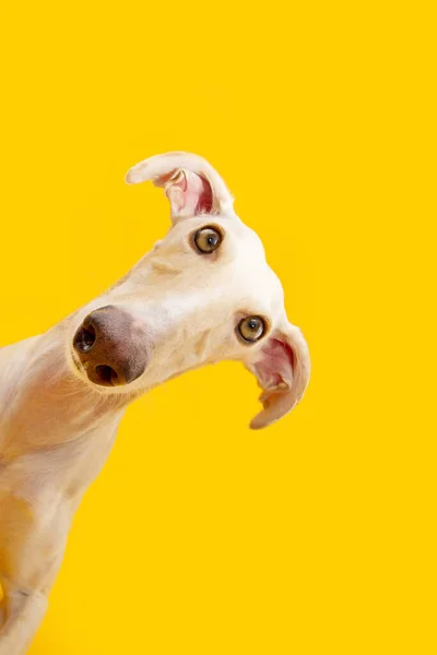 肖像画好奇心の強いスペインのグレイハウンド犬の頭側を傾ける 黄色の背景に隔離された — ストック写真