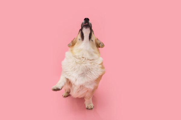 Portrait welsh corgi pembroke dog trick looking up and high five. Isolated on pink background