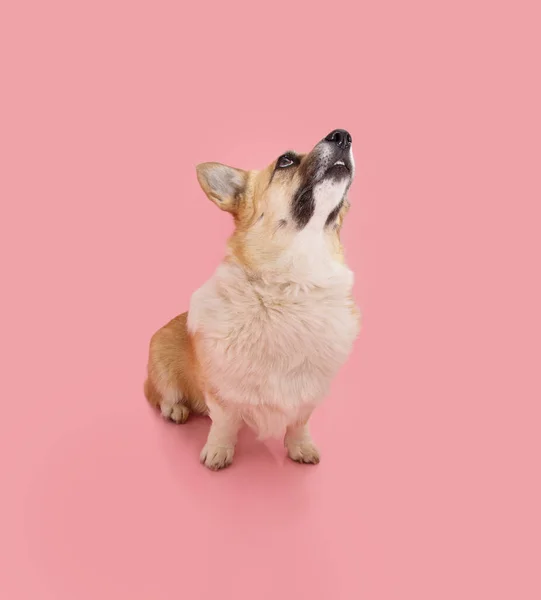 Портрет Валлийской Корги Пэмброк Собака Глядя Вверх Умоляя Еду Изолированный — стоковое фото