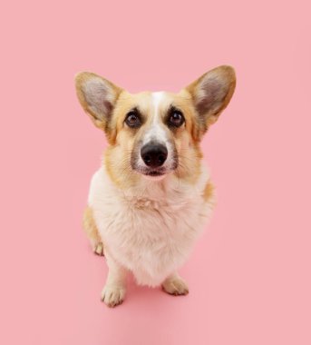 Kameraya bakan sevimli Galli Corgi Pembroke köpeği portresi. Pembe renkli arka planda izole edilmiş.