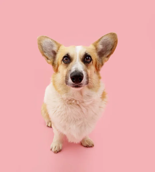 Porträtt Söt Walesisk Corgi Pembroke Hund Tittar Kameran Isolerad Rosa — Stockfoto