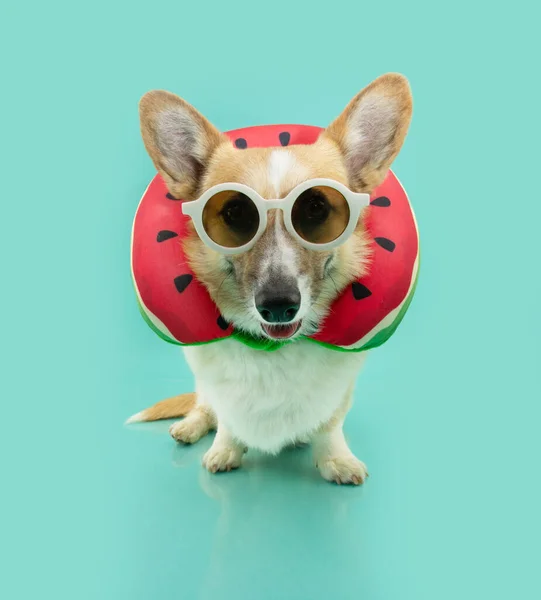 stock image Puppy dog summer. Corgi pet with a travel pillow. Isolated on blue background