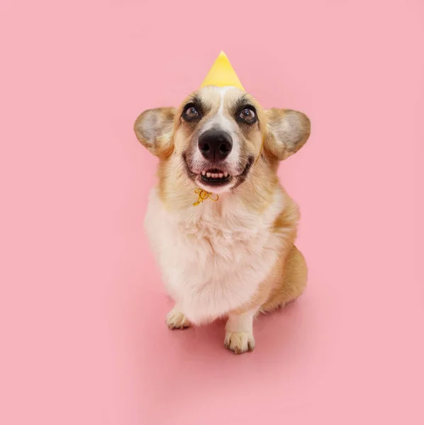 웃기는 강아지 축하하는 강아지 카니발 결혼기념일에 모자쓴 분홍빛 파스텔을 배경으로 — 스톡 사진