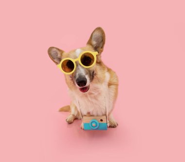 Portre yavru köpek seyahat konsepti. Corgi fotoğraf çekmek için güneş gözlüğü ve kamera takıp tatile çıkıyor. Pembe arka planda izole edilmiş