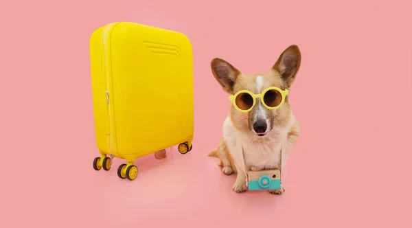 Portre Yavru Köpek Seyahat Konsepti Corgi Tatile Çıkıyor Güneş Gözlüğü — Stok fotoğraf