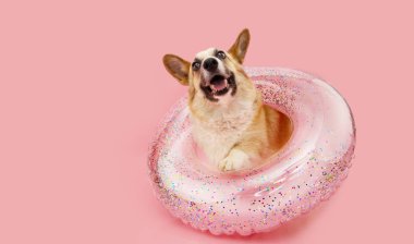 Banner köpek yavrusu yazı. Corgi şişme halkanın içinde. Pembe renkli arka planda izole edilmiş.