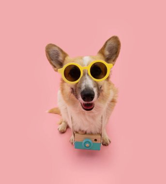 Mutlu köpek yavrusu portresi ya tatile çıkıyor ya da seyahat ediyor. Pembe renkli arka planda izole edilmiş.