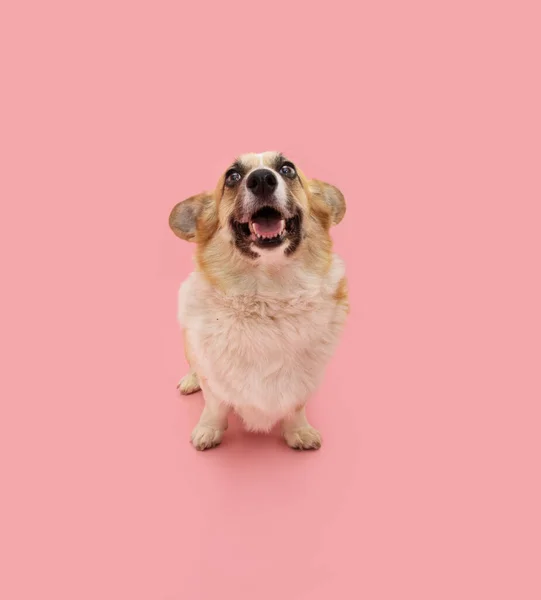Портрет Счастливый Валлийский Корги Pembroke Собака Улыбается Летний Весенний Сезон — стоковое фото