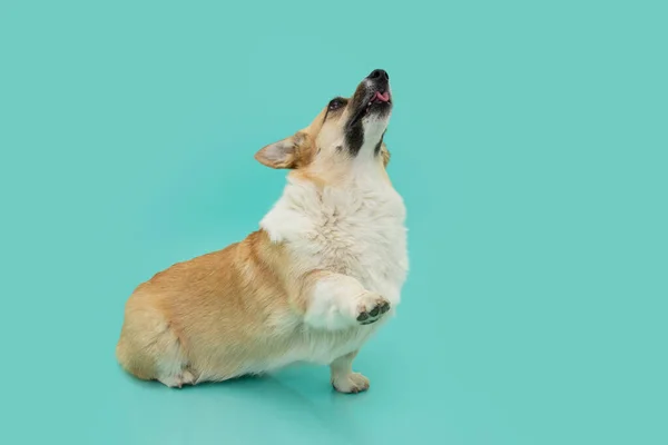 子犬犬のトリック コーギーは夏のシーズンに5本足で歩く 青い背景に隔離された — ストック写真