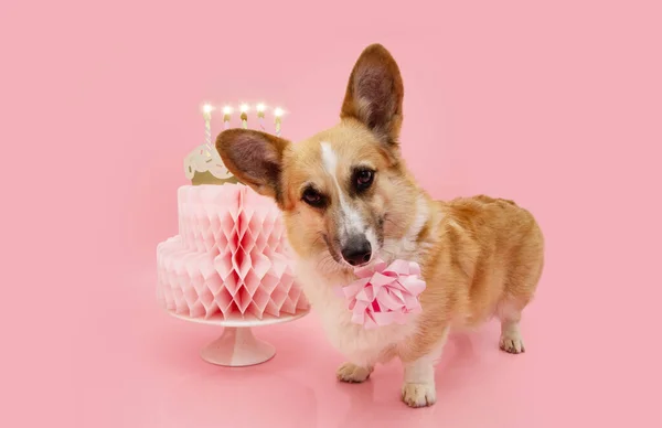 Happy birthday pets banner. Corgi dog celebrating anniversary with a paper cake and candels. Isolated on pink pastel background