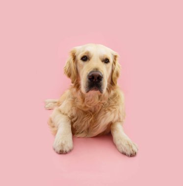 Tatlı Golden Retriever köpeğinin portresi uzanıp kameraya bakıyor. Pembe renkli arka planda izole edilmiş.
