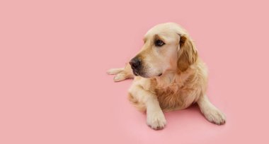 Anneler Günü 'nü kutlayan sevimli Golden Retriever köpeği portresi. Pembe renkli arka planda izole edilmiş.