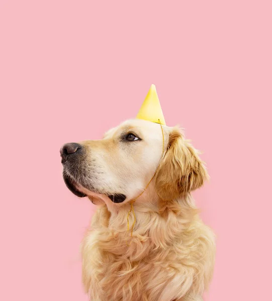 Retrato Aniversário Carnaval Aniversário Cão Cachorro Golden Retriever Usando Chapéu — Fotografia de Stock