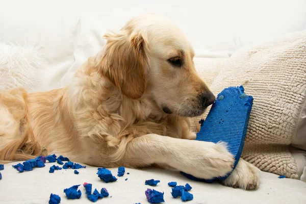 stock image Golden retriever puppy dog chewing or biting  shoes lying on a sofa. Separation anxiety disorder concept