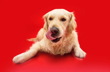 Portre aç Golden Retriever köpeği uzanmış ve dudaklarını diliyle yalıyor. Kırmızı sırt çantasından izole edilmiş