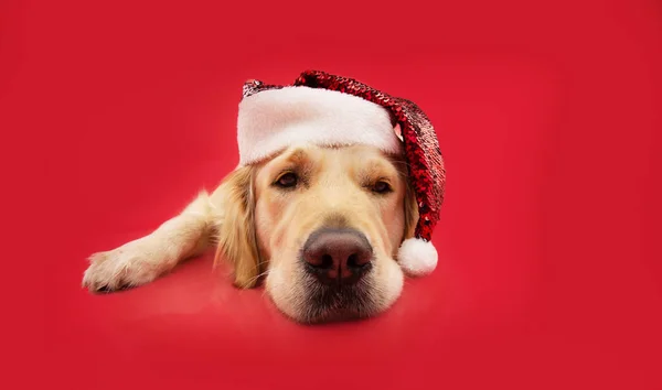 Ritratto Golden Retriever Cucciolo Cane Che Celebra Natale Svezzando Cappello — Foto Stock