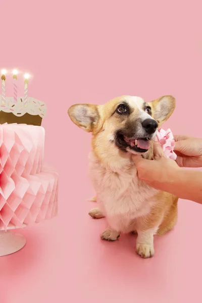 Portrait happy birthday corgi puppy dog next to a cake with burning candles and wearing a ribbon. Isolated on pink pastel background
