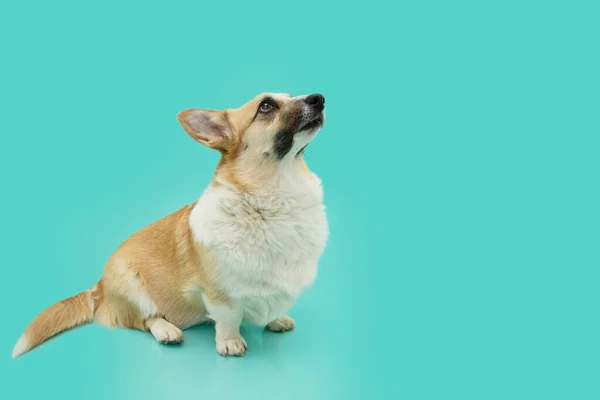 Porträtt Uppmärksam Corgi Valp Hund Tittar Upp Med Koncentrerat Ansiktsuttryck — Stockfoto