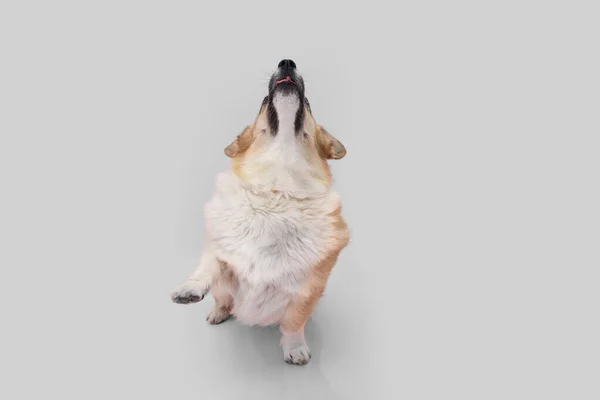 Portrait Welsch Corgi Pembroke Dog Trick Looking High Five Vereinzelt — Stockfoto