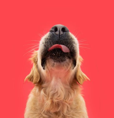 Komik portre aç Labrador av köpeği dudaklarını diliyle yalıyor. Kırmızı katı arkaplanda izole edilmiş
