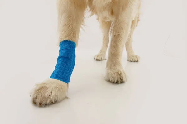 青い包帯で子犬の犬の足を閉じます 白地に隔離された — ストック写真