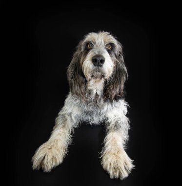 Yüzünde ciddi bir ifade olan yetişkin mavi Gascony Griffon köpeği portresi. Siyah arka planda izole edilmiş