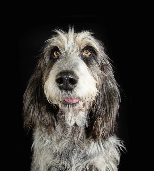 stock image Portrait adult Blue Gascony Griffon dog with funny expression face. Isolated on black dark background