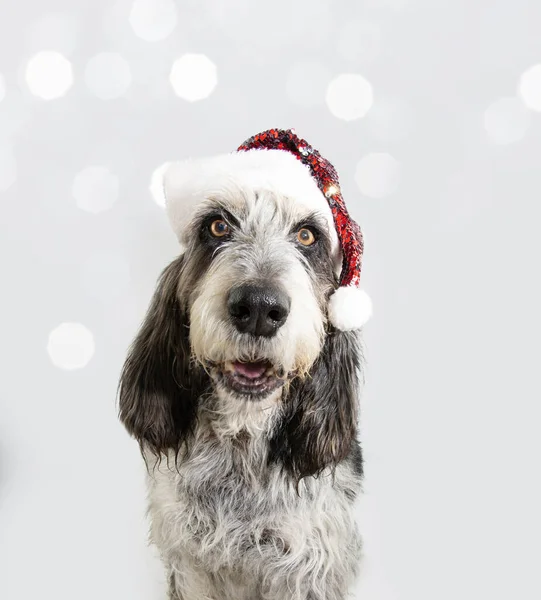 Portret Dorosłego Blue Gascony Griffon Psa Świętującego Boże Narodzenie Czerwonym — Zdjęcie stockowe