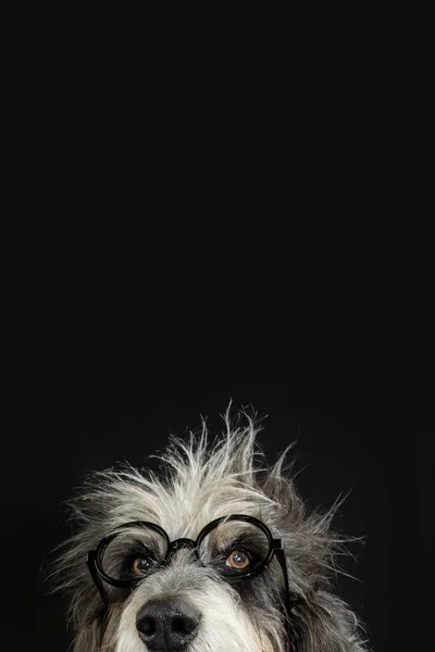 Взрослый Голубой Гасконь Грифон Серьезным Выражением Лица Эйнштейна Празднование Хэллоуина — стоковое фото