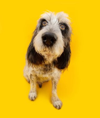 Yakın plan mavi Gascony Griffon köpeği oturuyor ve kameraya bakıyor. İtaat kavramı. Sarı arkaplanda izole edilmiş