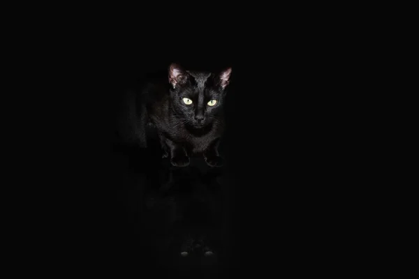 Portret Serieuze Attente Speelse Zwarte Kat Geïsoleerd Zwarte Donkere Achtergrond — Stockfoto