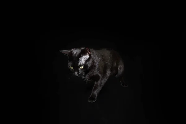 Portret Speelse Zwarte Kat Geïsoleerd Zwarte Donkere Achtergrond — Stockfoto