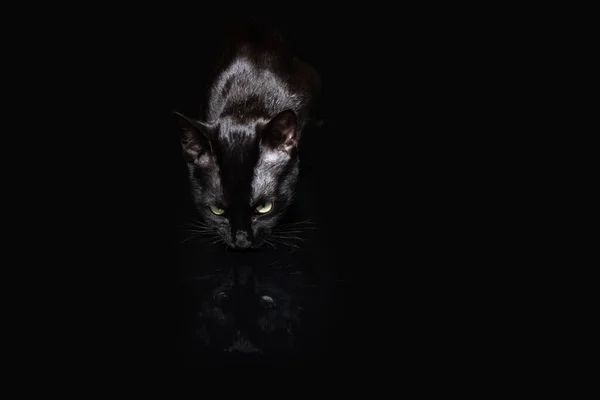 Portrait Curious Black Cat Lying Isolated Black Dark Background — Stock Photo, Image