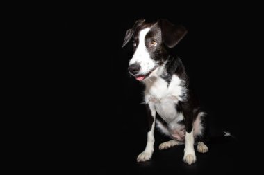 Yavru köpek oturuyor ve tuhaf bir ifadeyle kafasını çeviriyor. Siyah arkaplanda izole