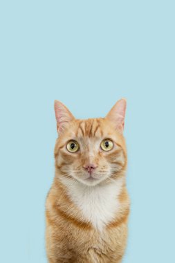 Portrait cute ginger orange cat looking at camera. Isolated on blue pastel background clipart