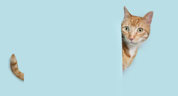 Retrato Ocultar Jengibre Naranja Gato Detrás Ablue Pastel Pared Blanco — Foto de Stock