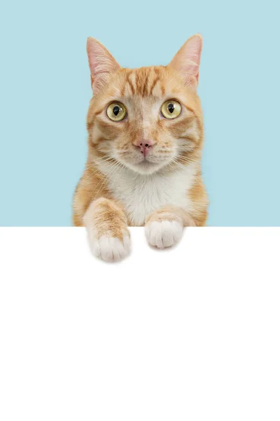 Ginger Gato Naranja Asomándose Sobre Fondo Blanco Aislado Sobre Fondo — Foto de Stock