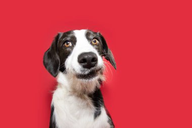 Komik köpek yavrusu surat yapıyor. Kırmızı sırt çantasından izole edilmiş