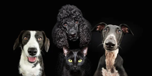 Banner pets. Dogs and cat looking at camera in a row. Isolated on black background