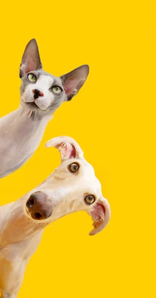 Рамка Домашних Животных Собака Кошка Подглядывают Смотрят Камеру Изолированный Желтом — стоковое фото