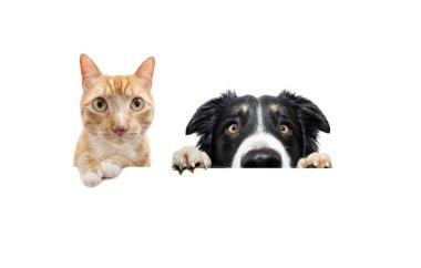 Bayrak hayvanları. Köpek ve kedi gözetliyor ve kameraya bakıyor. Beyaz arkaplanda izole